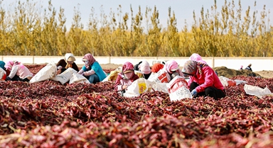 甘肅金塔：紅辣椒映紅致富路